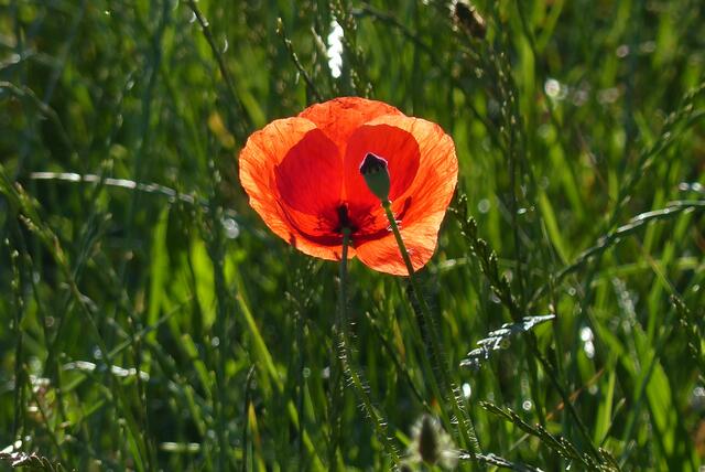 Klatschmohn: Ein Sonnengeschöpf | Foto: Konrad Schomerus
