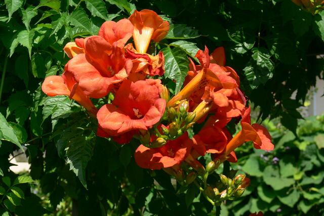 Die Kampis nimmt ein Sonnenbad | Foto: Konrad Schomerus