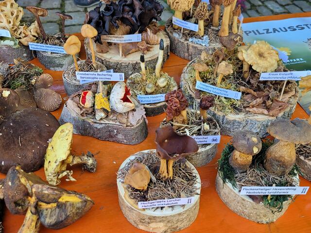 Sehr ansprechend dargestellt waren die Präparate heimischer Pilze am Stand der Pilzfreunde Heilbronn. | Foto: Hans Peter Schmitt