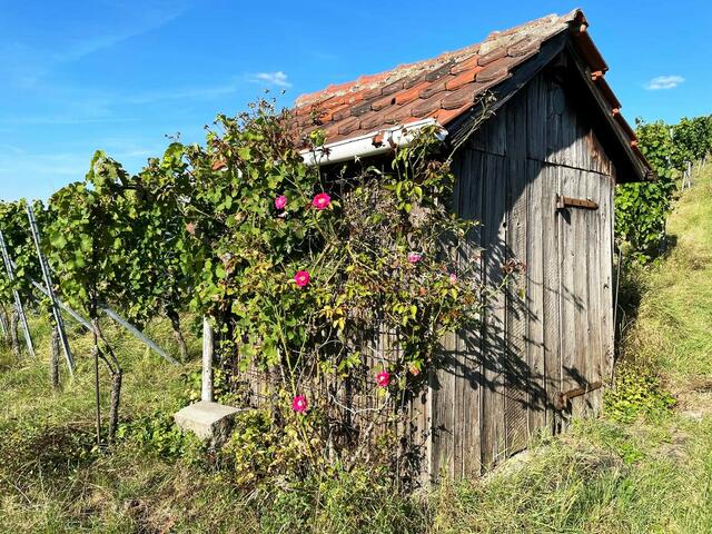"Lost Place" in den Fleiner Weinbergen stehend. | Foto: Isolde Reitz