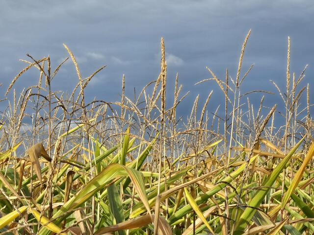 Foto: Heidrun Rosenberger