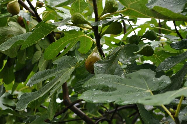 Die Feigen sind in verschiedenen Reifegraden am Baum. | Foto: Daniela Somers