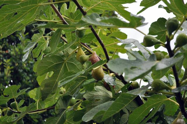 Dieses Jahr gibt es viele Feigen. | Foto: Daniela Somers
