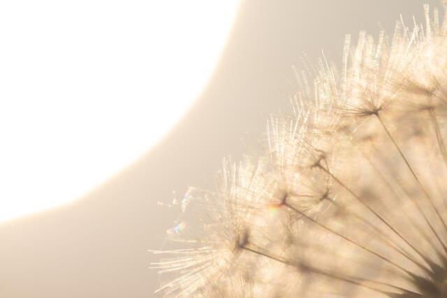 Ein Ausschnitt einer Pusteblume zusammen mit der aufgehenden Sonne. | Foto: Stefan Seiz