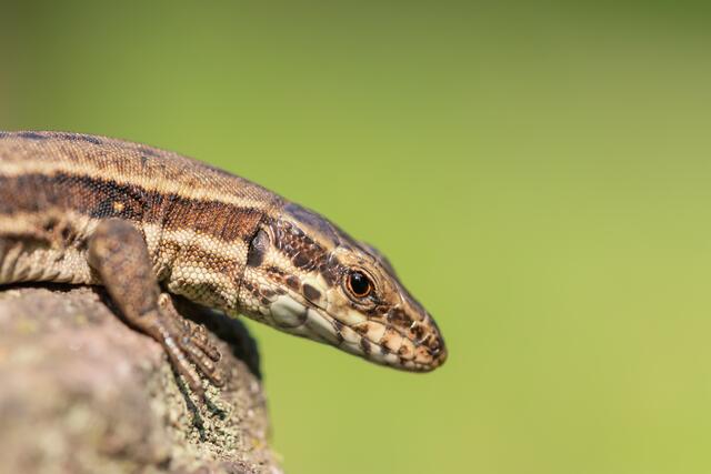 Echse am Sonnen | Foto: Stefan Seiz