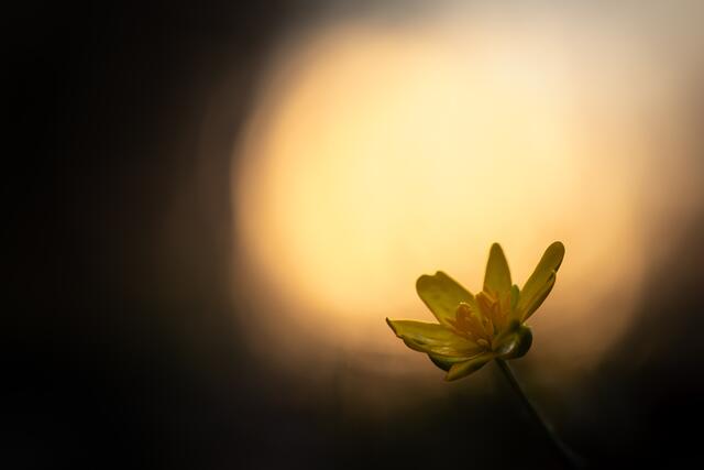 Die Blüte streckt sich der Sonne entgegen | Foto: Stefan Seiz