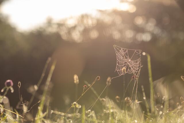Das herbstliche Spinnennetz gebadet im Licht | Foto: Stefan Seiz