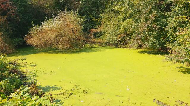 was für ein schöner Tümpel | Foto: Ralf Röser
