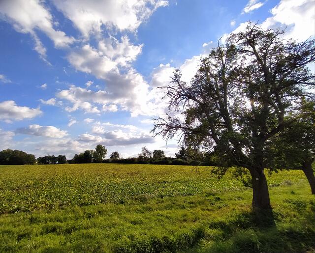 Das Städtchen liegt hinter mir. Nun genieße ich auf dem kurzen Stück bis zum Erbachsee noch die schönen Blicke über's Land.  | Foto: sigischlottke