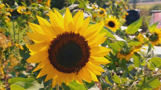 🌞🌞🌻🌻 | Foto: Ralf Röser