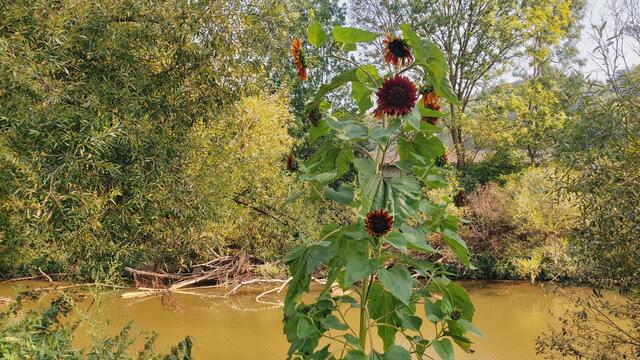 Kocher mit schöner Sonnenblume | Foto: Ralf Röser