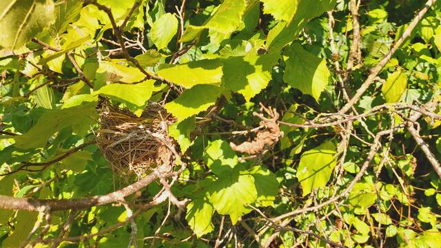 schönes Nest | Foto: Ralf Röser