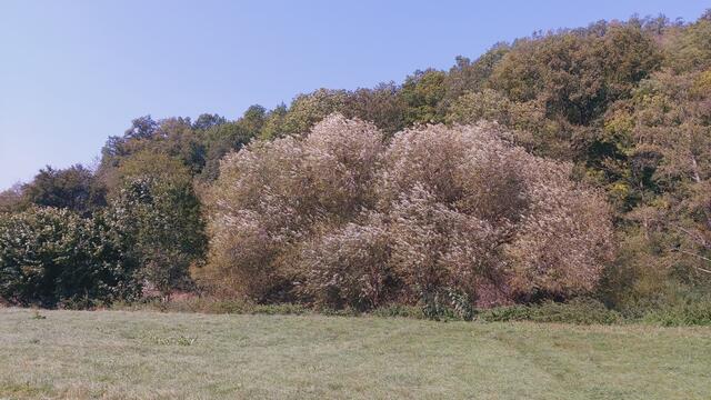 schee | Foto: Ralf Röser