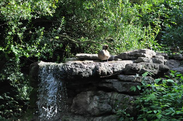 Die Ente hat sich einen tollen Platz gesichert. | Foto: Daniela Somers