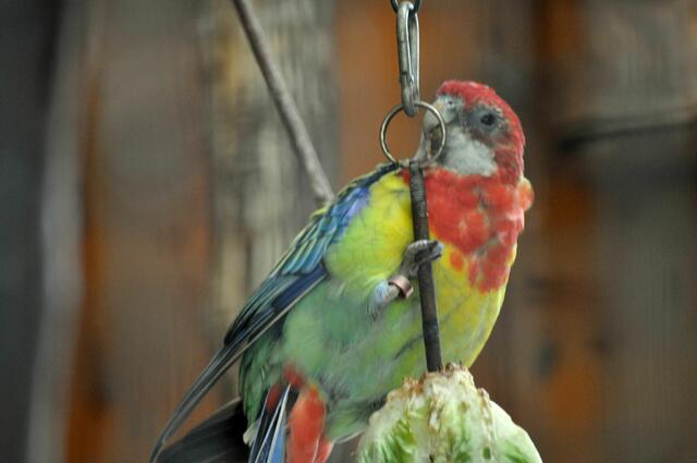 Auch Exoten kann man bewundern. Allerdings sind sie schwer hinter dem Gitter zu fotografieren. | Foto: Daniela Somers