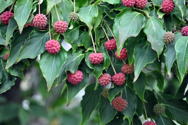 Früchte des Erdbeerbaum (Arbutus). Es gibt verschiedene Arten dieses Baums. Wir haben eine Frucht probiert. Innen sind sie schmackhaft. Aber die Haut ist ledrig. | Foto: Daniela Somers