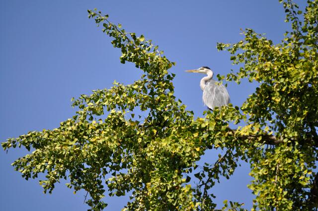 Der Reiher hat einen schönen Platz hoch oben am See gefunden. | Foto: Daniela Somers