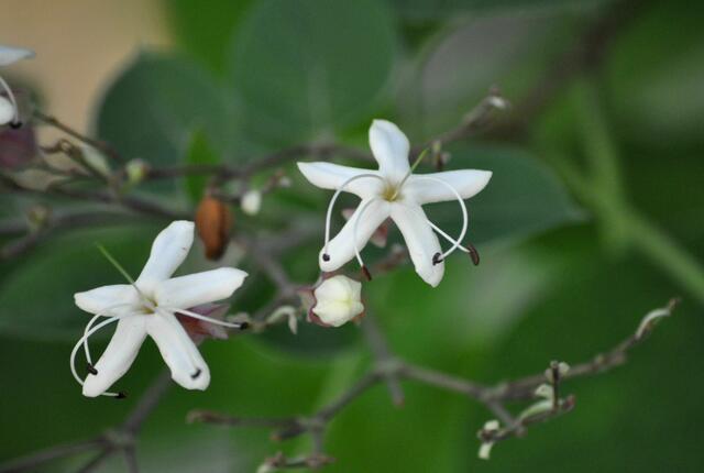 Die Blüten des Harlekin-Losbaums (Clerodendrum trichotomum var. fargesii) | Foto: Daniela Somers
