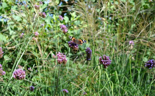 Auch Schmetterlinge sind uns immer wieder begegnet. | Foto: Daniela Somers
