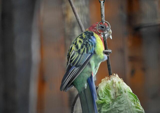 Ich seh dich! | Foto: Daniela Somers