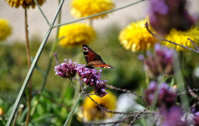 Und noch ein Schmetterling. Wenn auch ein wenig verrupft. | Foto: Daniela Somers