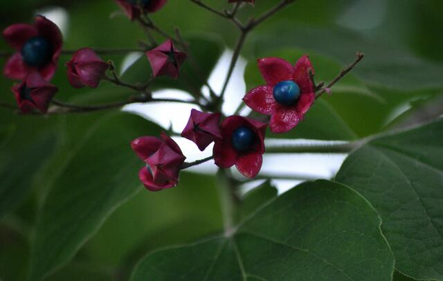 Die Früchte des Harlekin-Losbaums (Clerodendrum trichotomum var. fargesii) | Foto: Daniela Somers