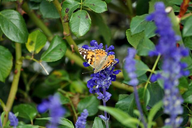 Der passt doch hervorragend zu den blauen Blüten | Foto: Daniela Somers