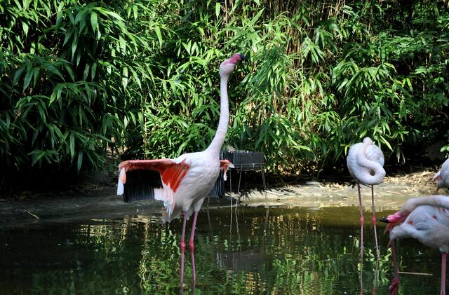 Flamingos im Sardischen Garten. | Foto: Daniela Somers