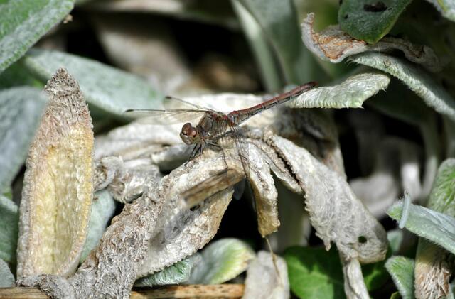Und auch Libellen waren immer mal wieder zu sehen. | Foto: Daniela Somers
