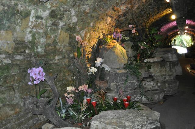 Orchideen im Posilippotunnel | Foto: Daniela Somers