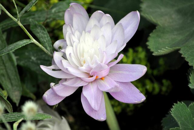 Im Friedrichsgarten kann man diese gefüllte Herbstzeitlose (Colchicum autumnale pleniflorum) bestaunen. Sie erinnert mich stark an eine Seerose. | Foto: Daniela Somers