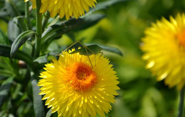 Strohblumen begleiten uns auf dem Weg zum Ausgang und dieser Grashüpfer hat sich einen schönen Platz ausgesucht. | Foto: Daniela Somers