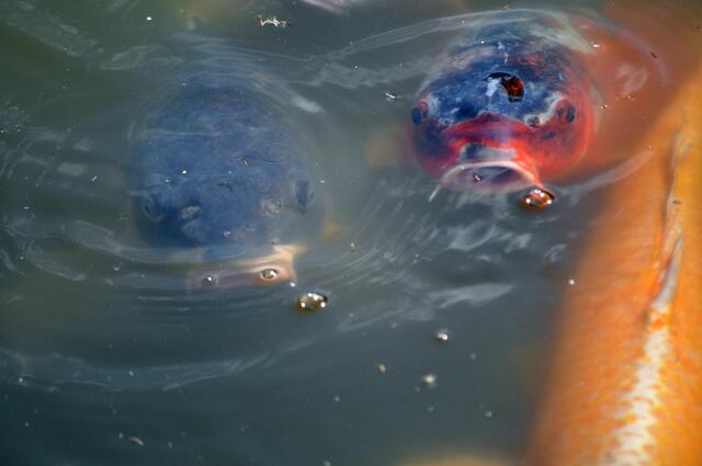 Richtig große Karpfen schwimmen im See und betteln sofort nach Futter. | Foto: Daniela Somers