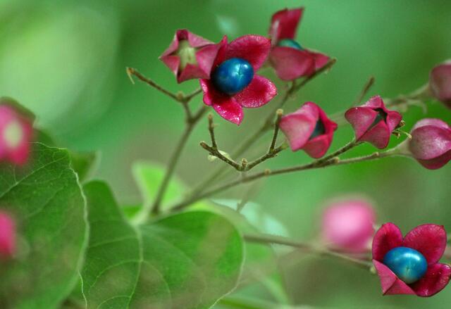 Harlekin-Losbaum (Clerodendrum trichotomum var. fargesii) im Friedrichsgarten. | Foto: Daniela Somers