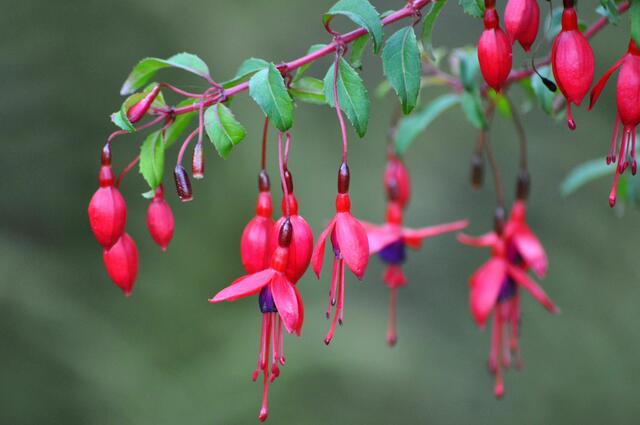 Auch Fuchsien blühen noch. | Foto: Daniela Somers