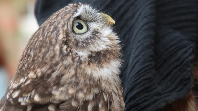 Foto: Eduard Warenik