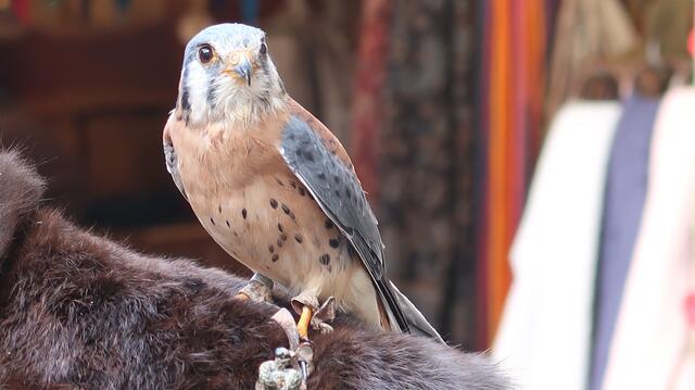 Foto: Eduard Warenik