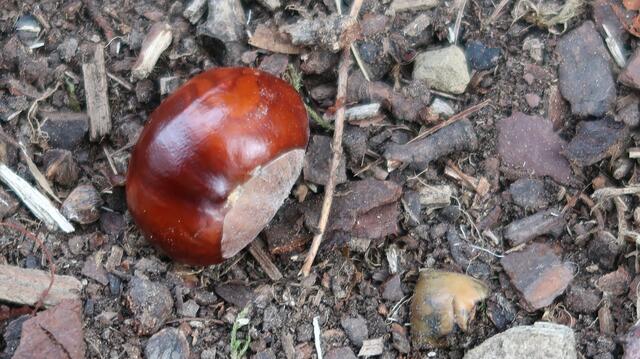 Foto: Eduard Warenik