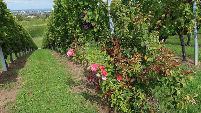 Foto: Eduard Warenik