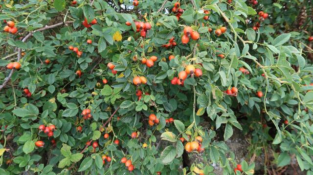 Foto: Eduard Warenik