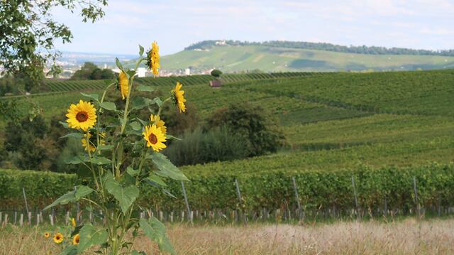 Foto: Eduard Warenik