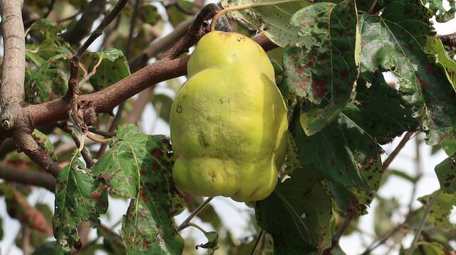 Foto: Eduard Warenik