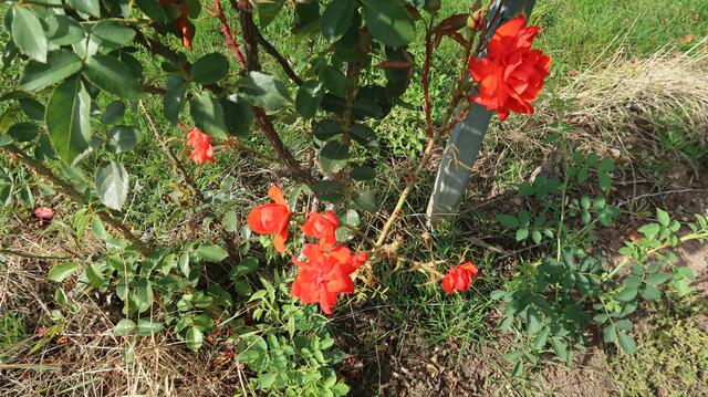 Foto: Eduard Warenik