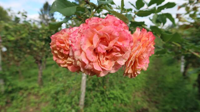 Foto: Eduard Warenik