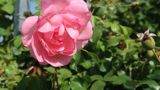 Foto: Eduard Warenik