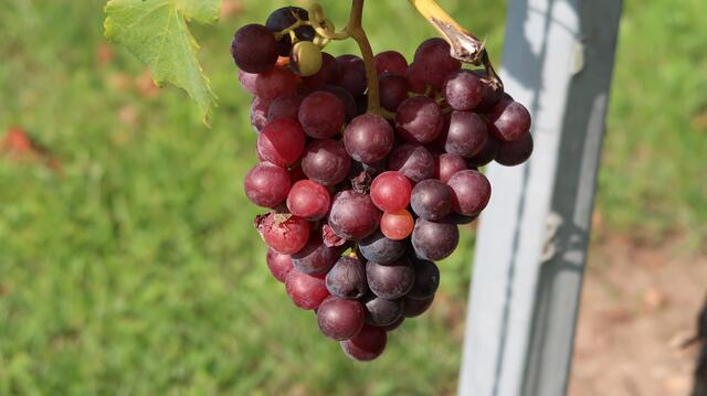 Foto: Eduard Warenik