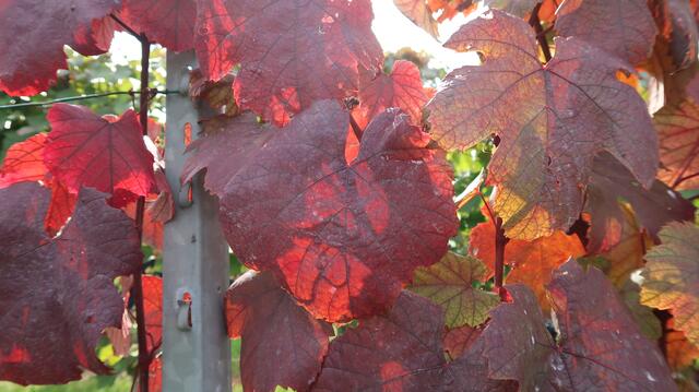 Foto: Eduard Warenik