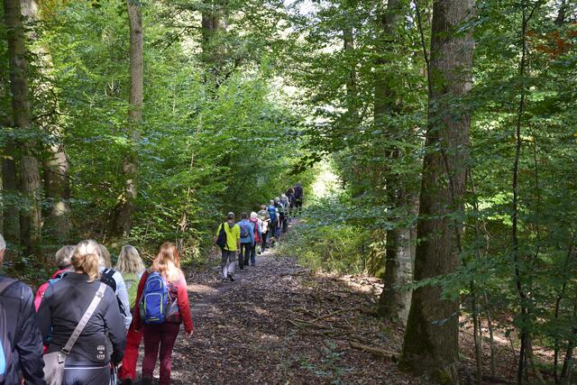 Die Wanderschlange im Wald. | Foto: Michael Harmsen