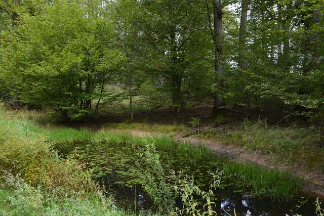 Die viele kleine Tümpel im Wald zeugen von einem regenreichen Jahr. | Foto: Michael Harmsen