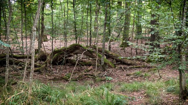 Totholz ist ganz wichtig für jeden Wald. | Foto: Johannes Vafiadis